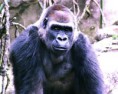 /album/fotogaleria/a750px-gorilla-cin-zoo-020-jpg/